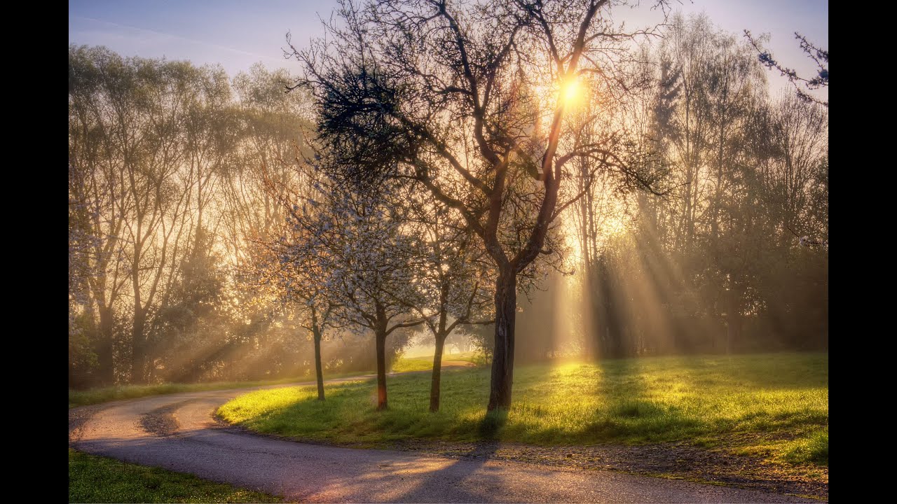 Morning in a Garden - Happy Bird Sounds & Bossa Nova Jazz (4K)-Background Music