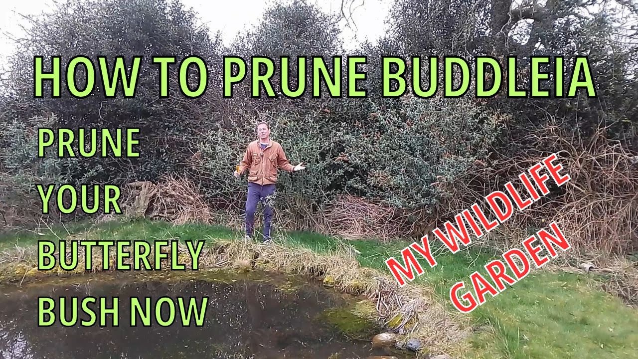 How to Prune a Butterfly Bush (Buddleia or Buddleja)