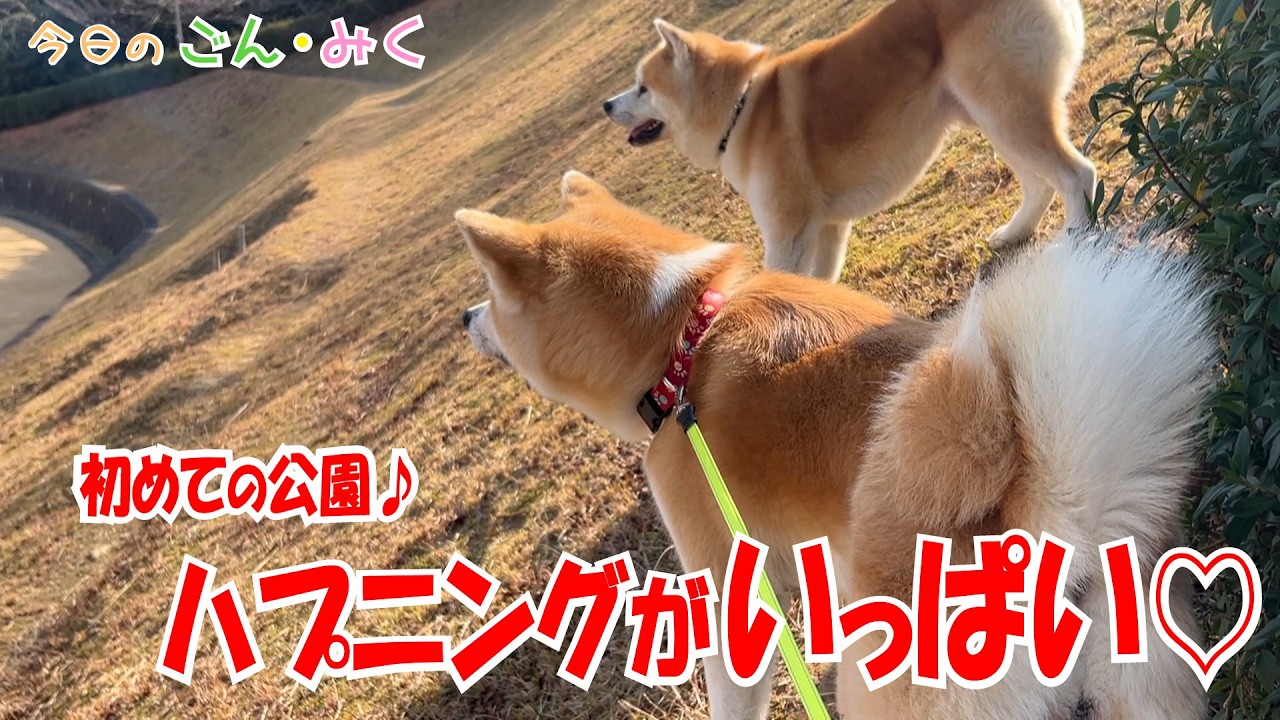 初めての公園♪「ハプニングがいっぱい♡」 今日のごん・みく　秋田犬【ごん・みく チャンネル】