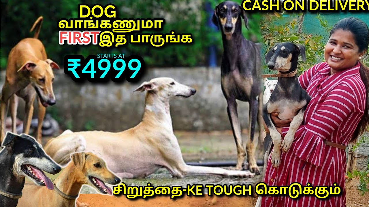 Native Dogs சிப்பிபாறை, கன்னி, கோம்பை / Dog For Sales