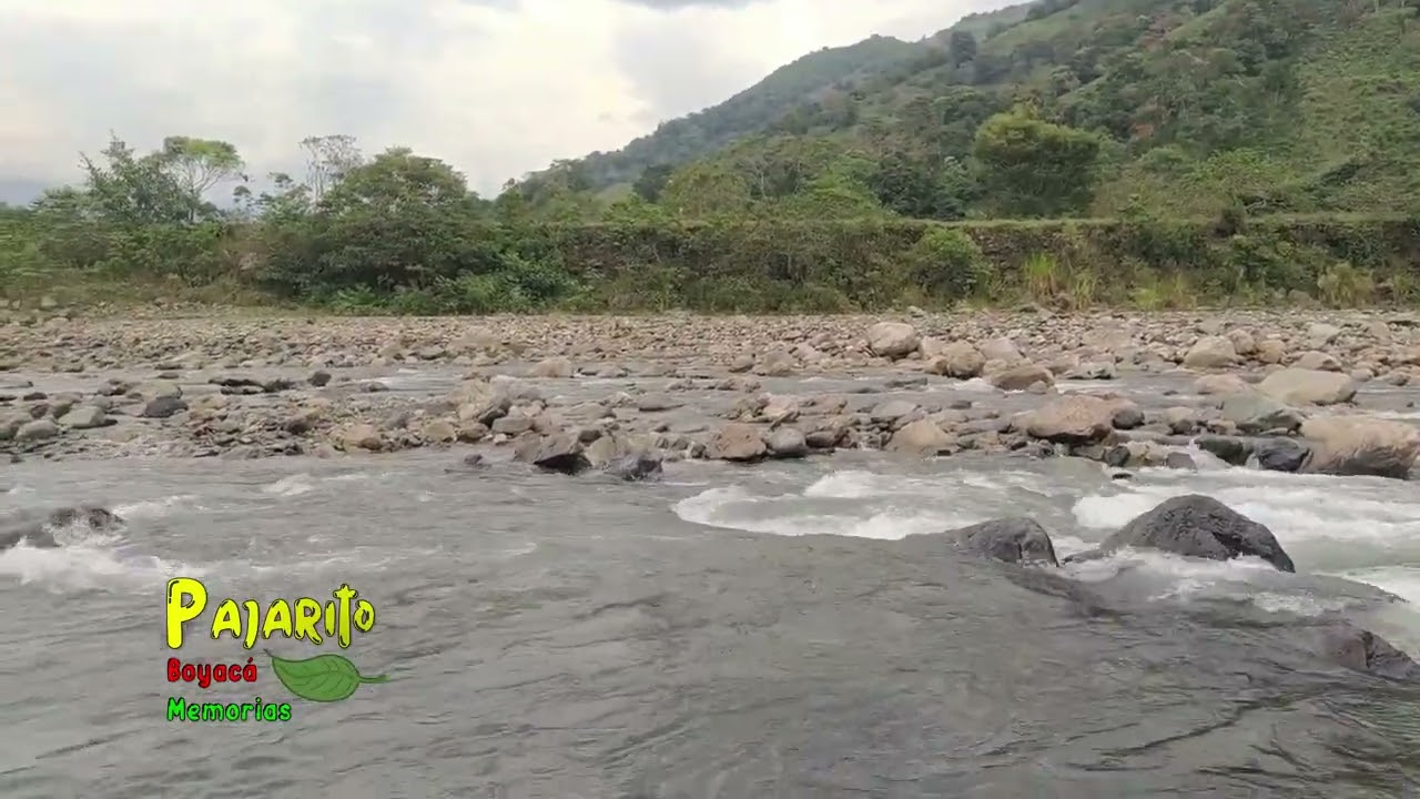 Río Cusiana (Puente La Cabuya) Pajarito Boyacá 23/01/2026