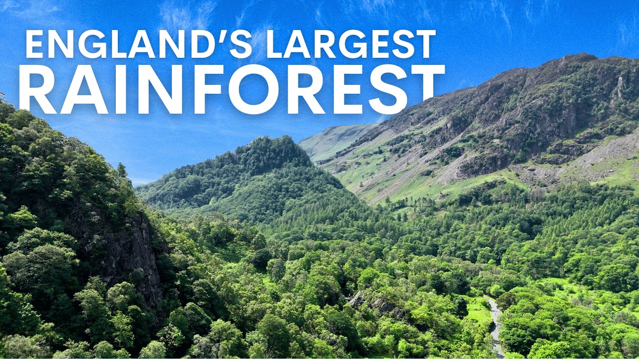 I Found Something Amazing In England's Largest Rainforest