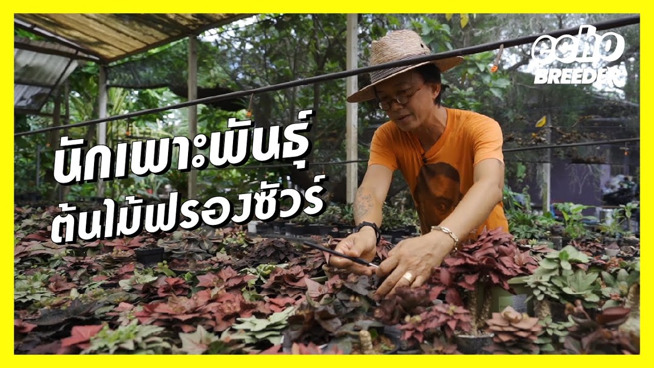 ต้นฟรองซัวร์ ไม้ใบ ไม้ประดับระดับโลก - Euphorbia Francoisii l echo breeder [ENG SUB CC]