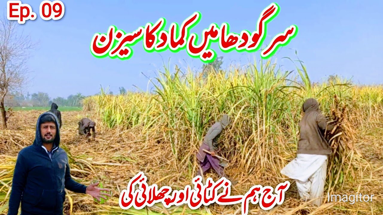 Sargodha me kamad ka season aj hm ne katai aur chilai ki