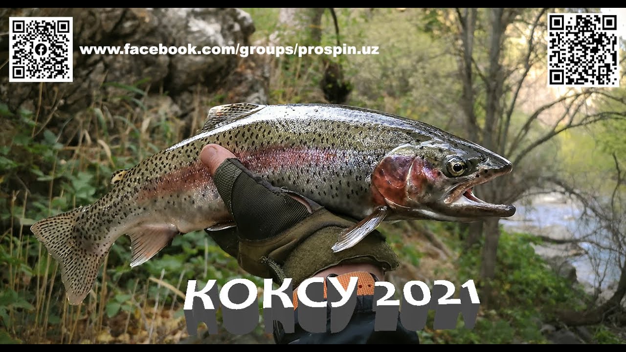 КОКСУ 2021 [ФОРЕЛЬ ПО ОСЕНИ 2]