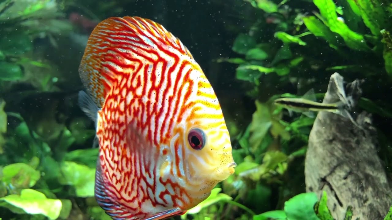 Discus, hands down easier to take care of now with an Anoxic Filter than ever before.