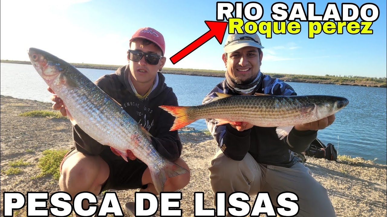 EL PARAISO DE LA LISA 🎣 pesca de lisas en el río salado +carnada para lisas+como sacar panza de lisa