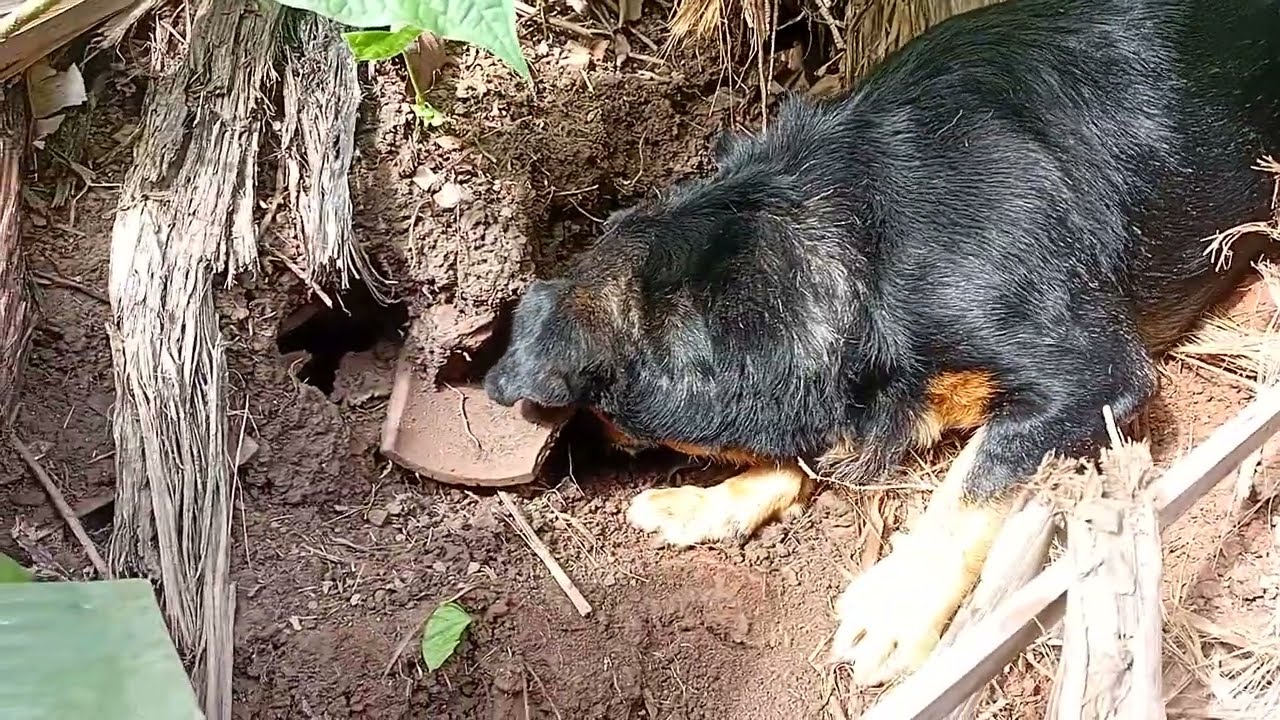 MOSTRANDO O  ROLF EM SUA AVENTURA NO TERRENO DO VIZINHO!! 🤣❤️🐕 14 de março de 2026
