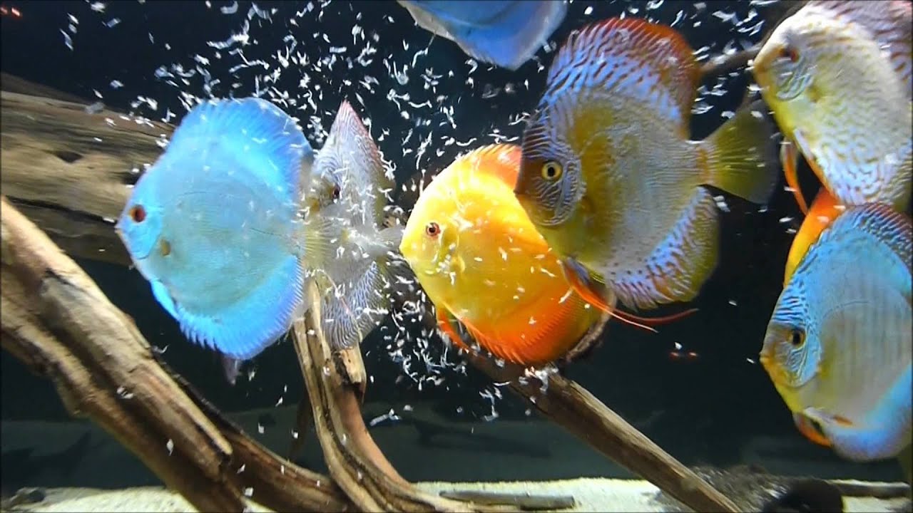 DISCUS FISH DISEASES: Discus Fish Diseases That Cause Your Fish To Look Thin and Weak.
