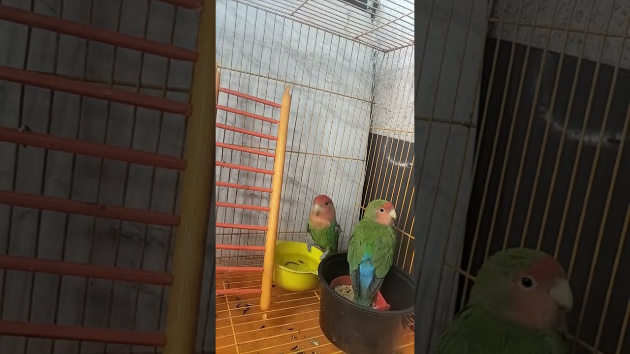 African Love Birds🐥 is live!