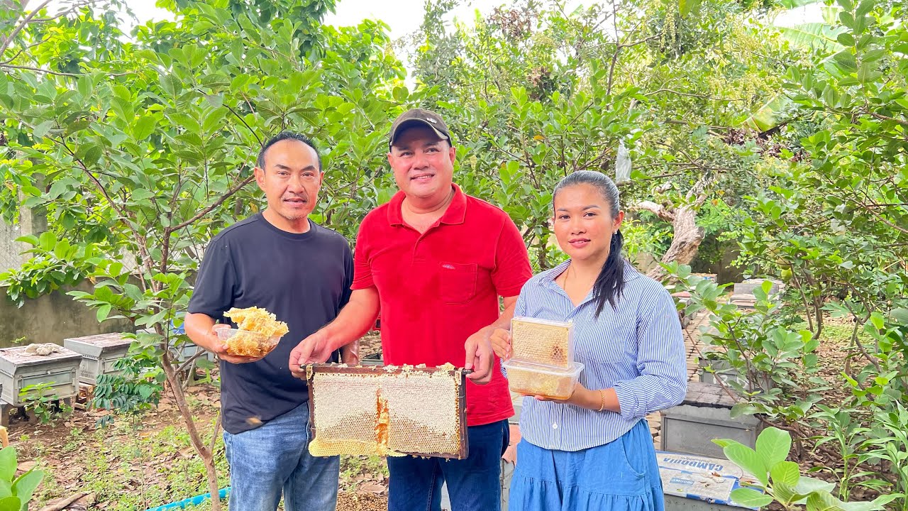 យុត្ថារ៉ា ឆានី ត្រៀមប្រមូលផលទឹកឃ្មុំលំអងផ្កាមៀនកោះក្របី
