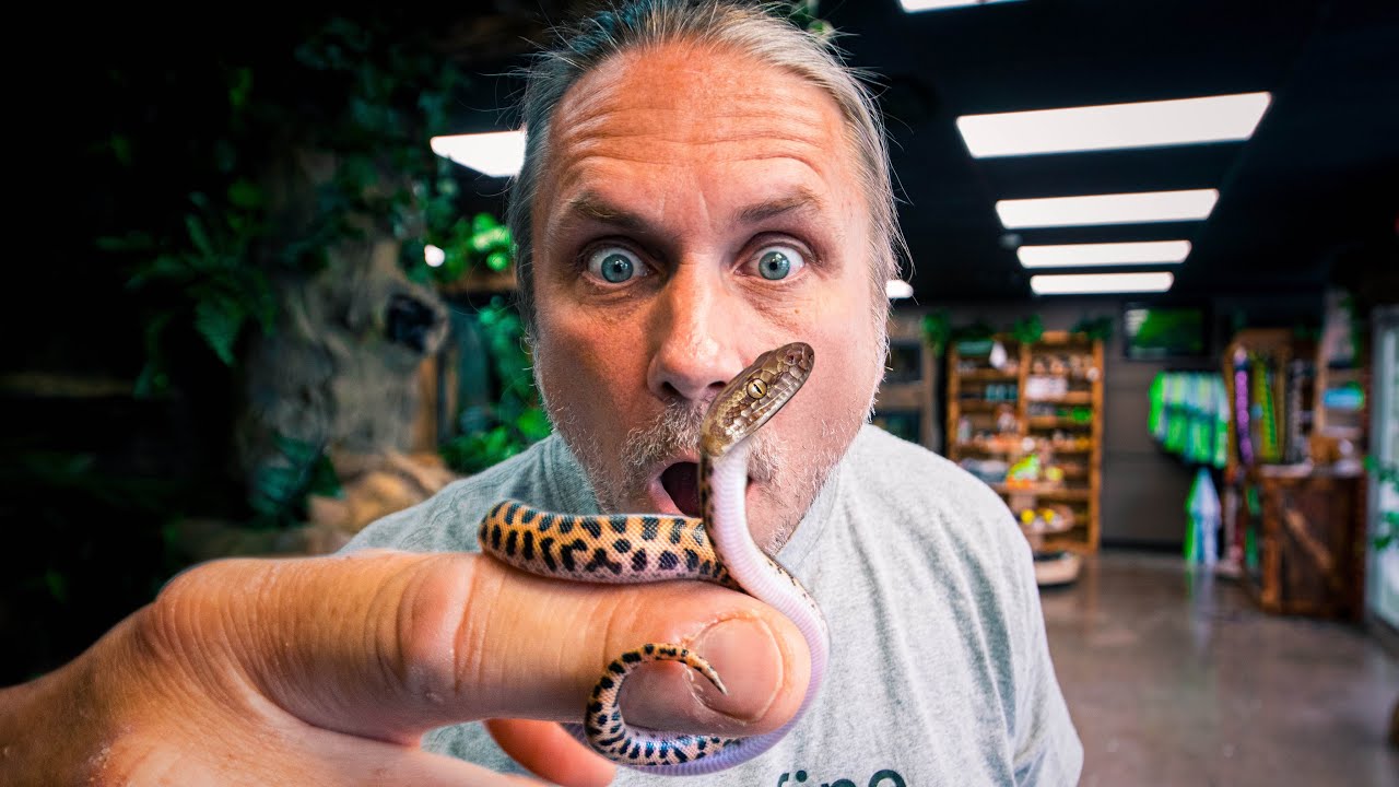 SMALLEST PYTHON IN THE WORLD HATCHES!! | BRIAN BARCZYK