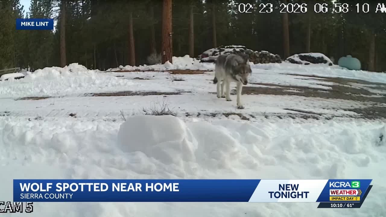 Sierra County homeowner captures wolf on camera near Loyalton