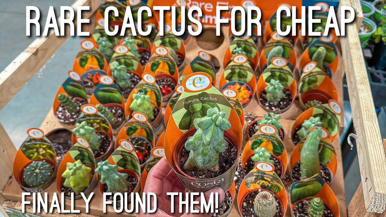 Costa Farms New Cactus Desert Escape at Walmart 2025! Mini Plant Haul 💚