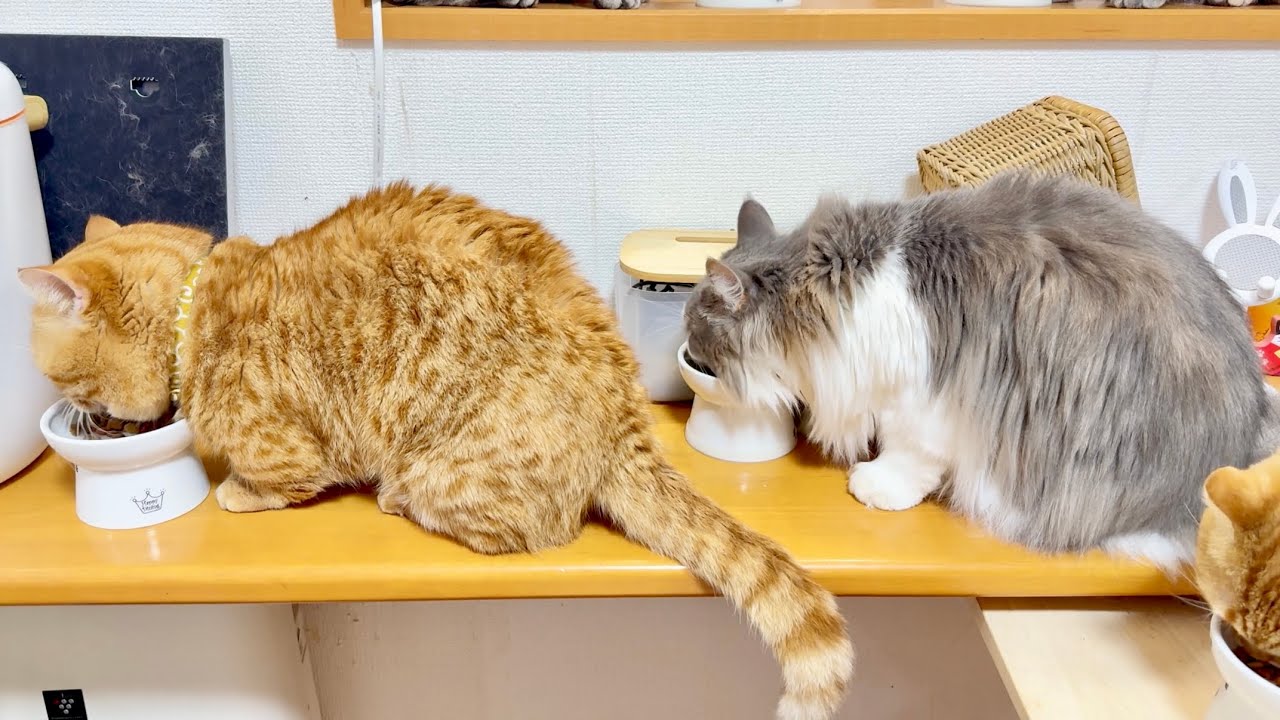 ちーちゃんの最後のごはんの様子です