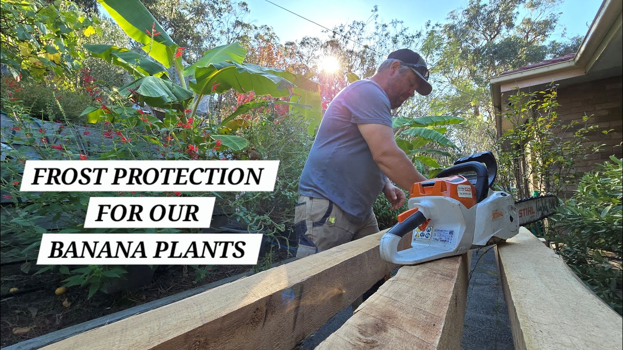 Protecting our Banana Plants from Frost