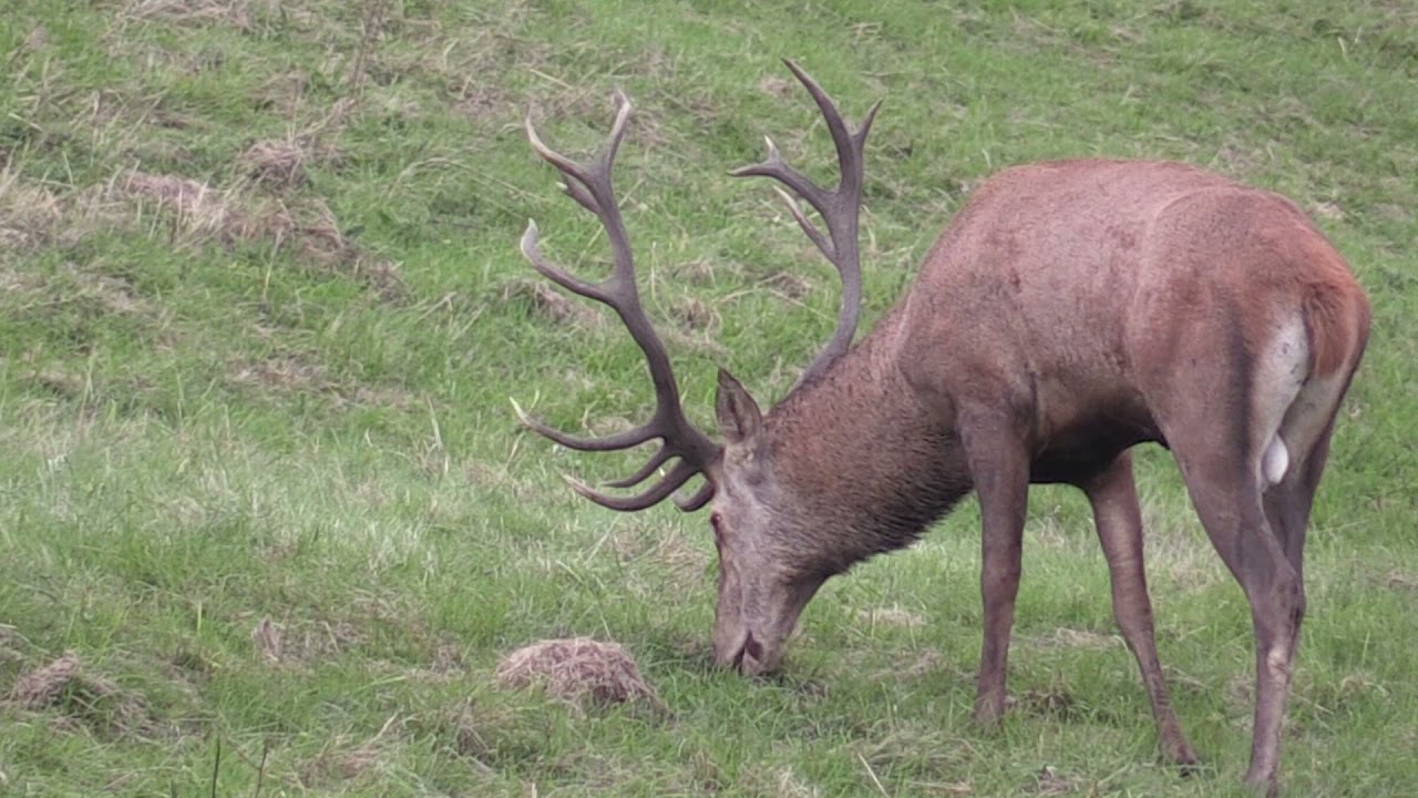 JELENIA RUJA 2021/ RED DEER RUT 2021 / RYKOWISKO 2021 / HIRSCHBRUNFT ROHREN 2021
