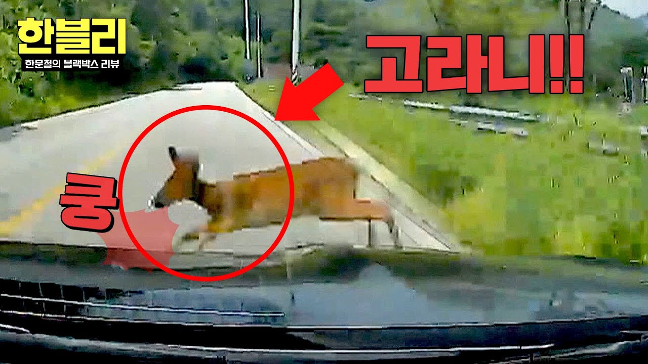 [한블리] 도로 위 불청객😱 갑자기 튀어나온 고라니, 아찔했던 순간! | 한블리 (한문철의 블랙박스 리뷰) 143회 | JTBC 250917 방송