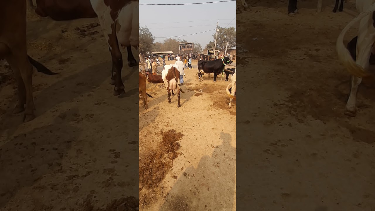 चौसा पशु मंडी  की खूबसूरत जर्सी गाय#chausa mela buxar bhihar me अच्छी अच्छी नस्ल की गाय मिलती हैं