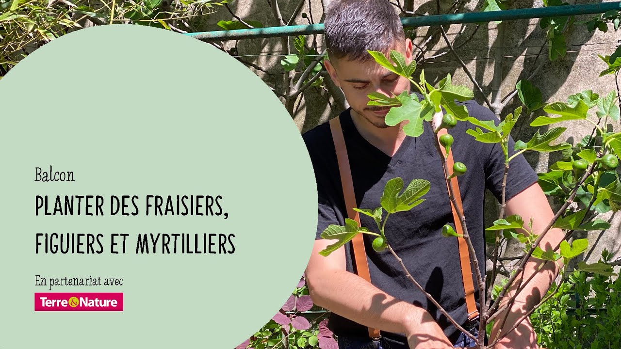 Avoir des figues, des fraises et des myrtilles sur son balcon