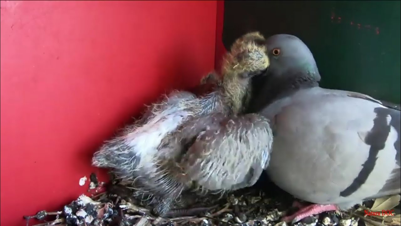 L'imbeccata dei piccioni - il nido sul balcone