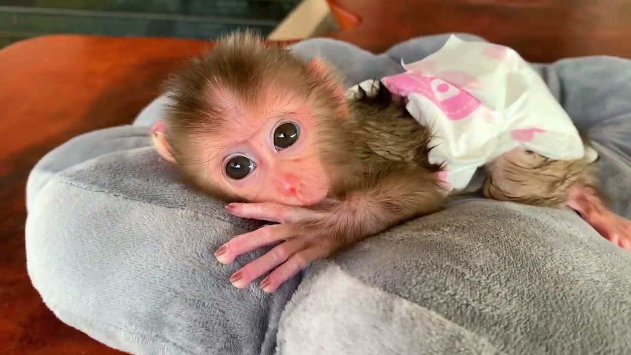 Little Puppy Monkey Time To clean Body