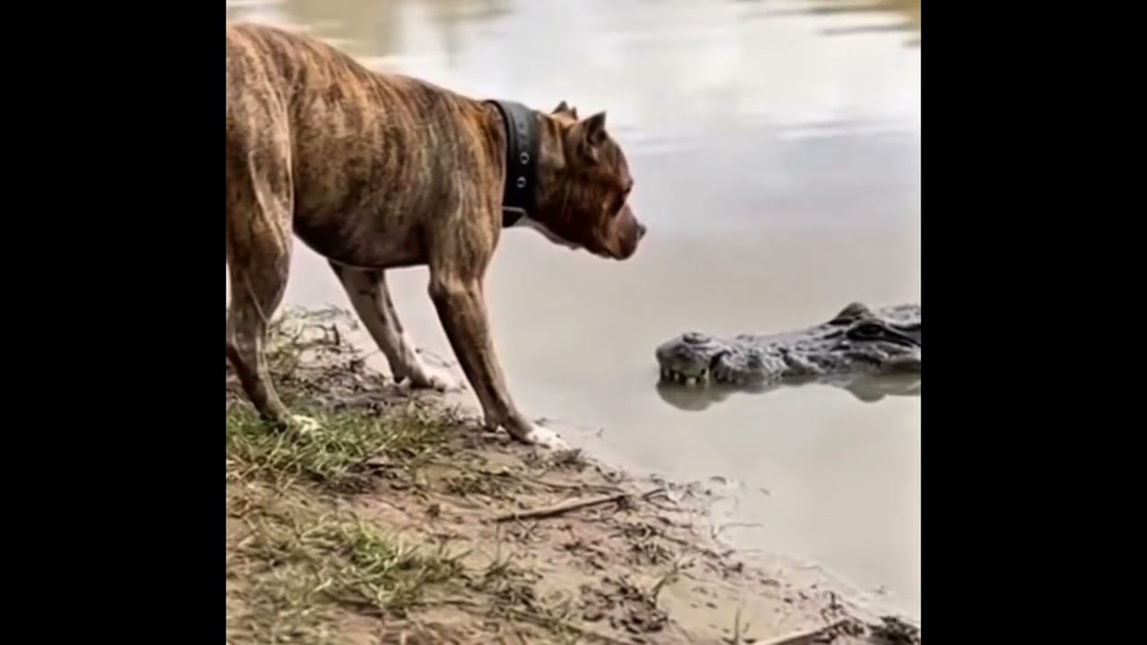 Domestic Dogs Face Wild Predators &mdash; Raw Encounters