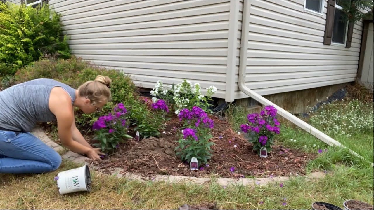 Planting Phlox Perennials!