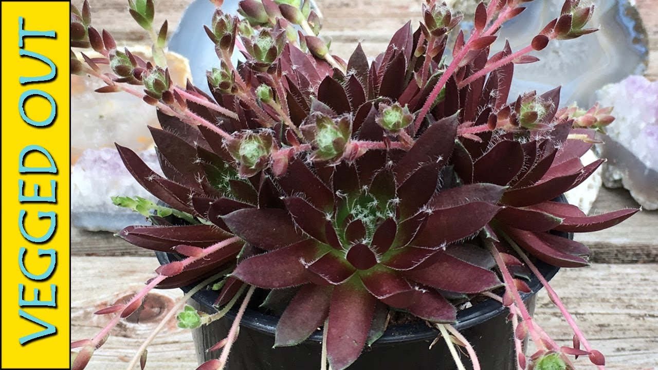 SUCCULENTS HAUL - SEMPERVIVUM HENS & CHICKS - HOW I PREP NEW OUTDOOR PLANTS