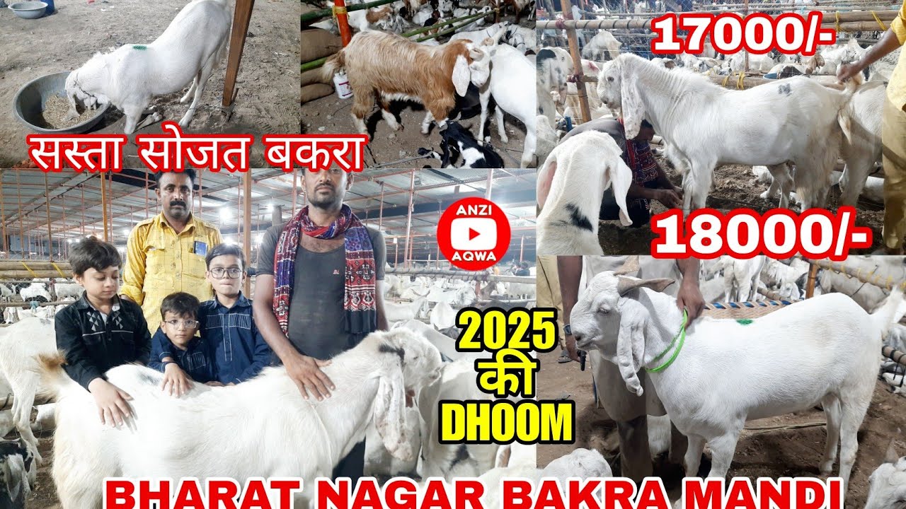 Bharat Nagar Bakra Mandi Surat 2025 | Sachin Bakra Mandi 2025 | #anziaqwa