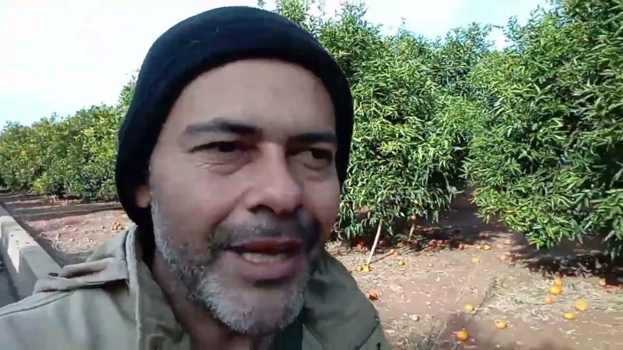🇪🇸 Trabalho na Espanha. Colheita de Frutas.