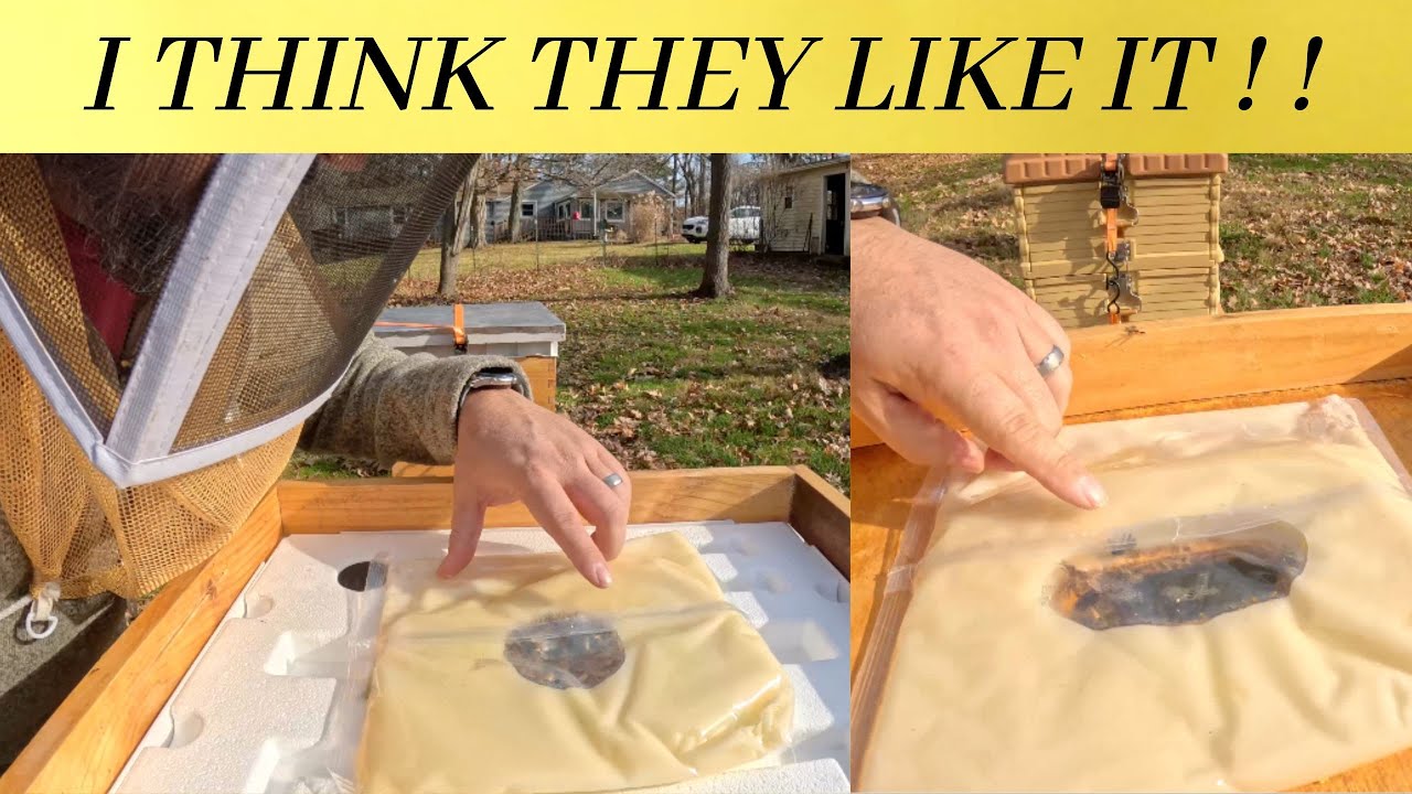 Did they start taking the Fondant, and OAV on Thanksgiving ! !