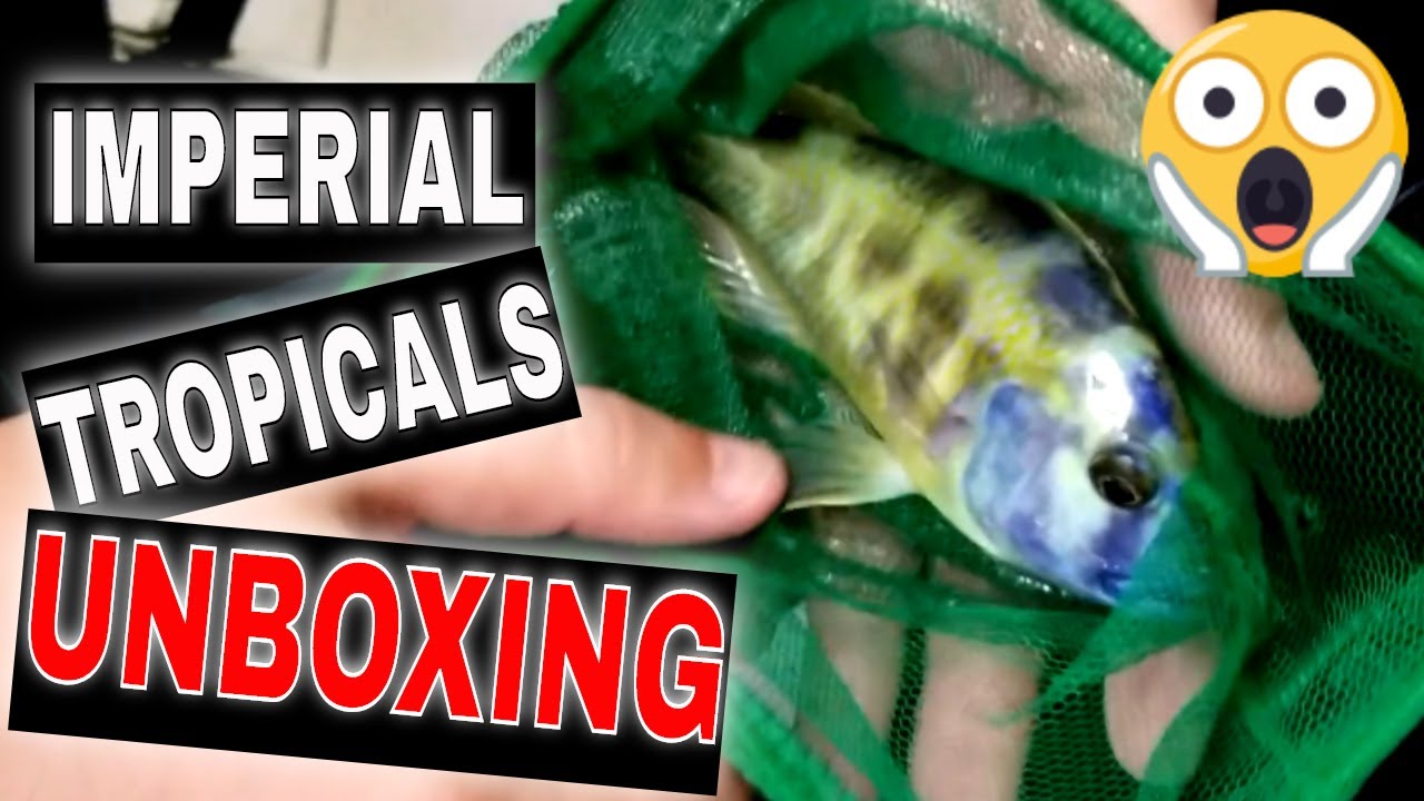 Imperial Tropicals Unboxing - Adding 4 NEW Species to the 120