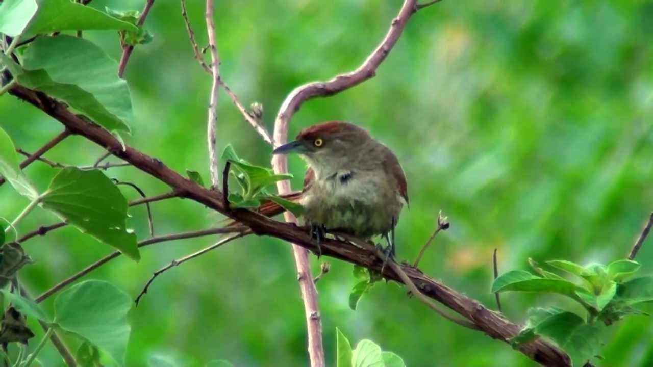 Greater Thornbird
