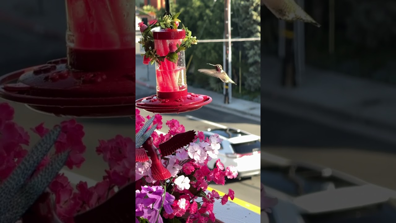 The Secret Life of Hummingbirds