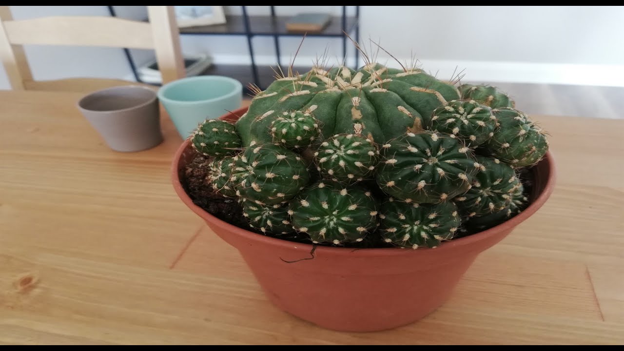 Kaktüs nasıl çoğaltılır?  Yavru kaktüslerin ayrılması nasıl yapılır?🌵🌵🌵