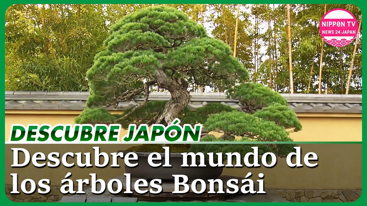 (Spanish) El Corazón de la Cultura Bonsái en Japón: Explora el Museo de Arte del Bonsái de Omiya