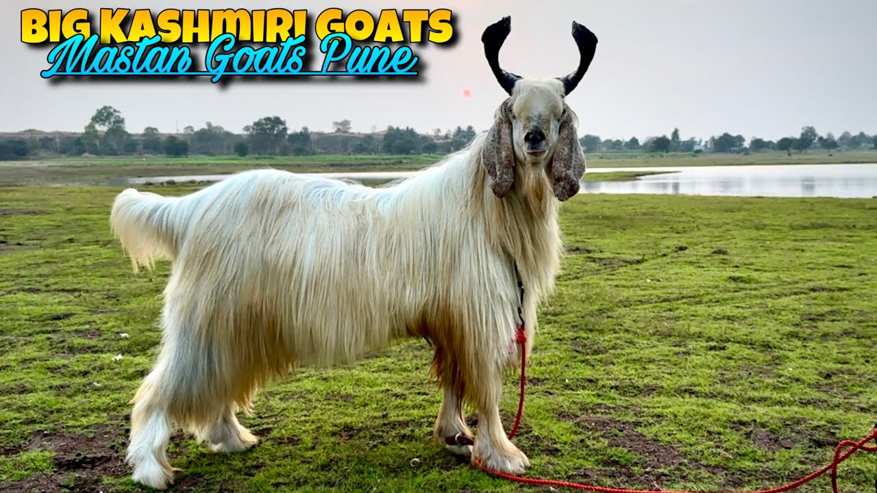 BIG BEAUTIFUL KASHMIRI & Kota Goats of Pune MASTAN GOAT FARM
