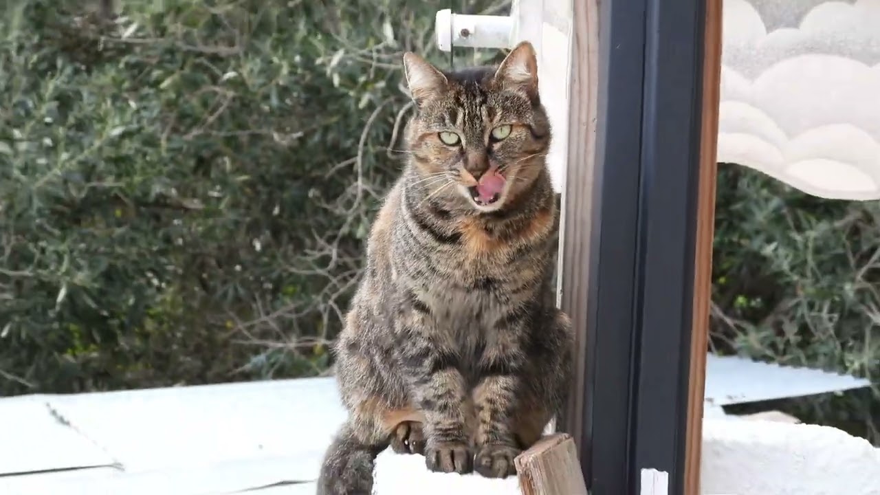 GREEK KITTY!