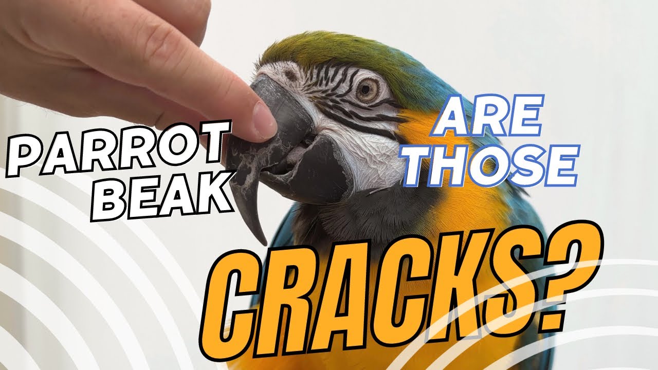 Parrot Beak &ndash; Are those CRACKS?