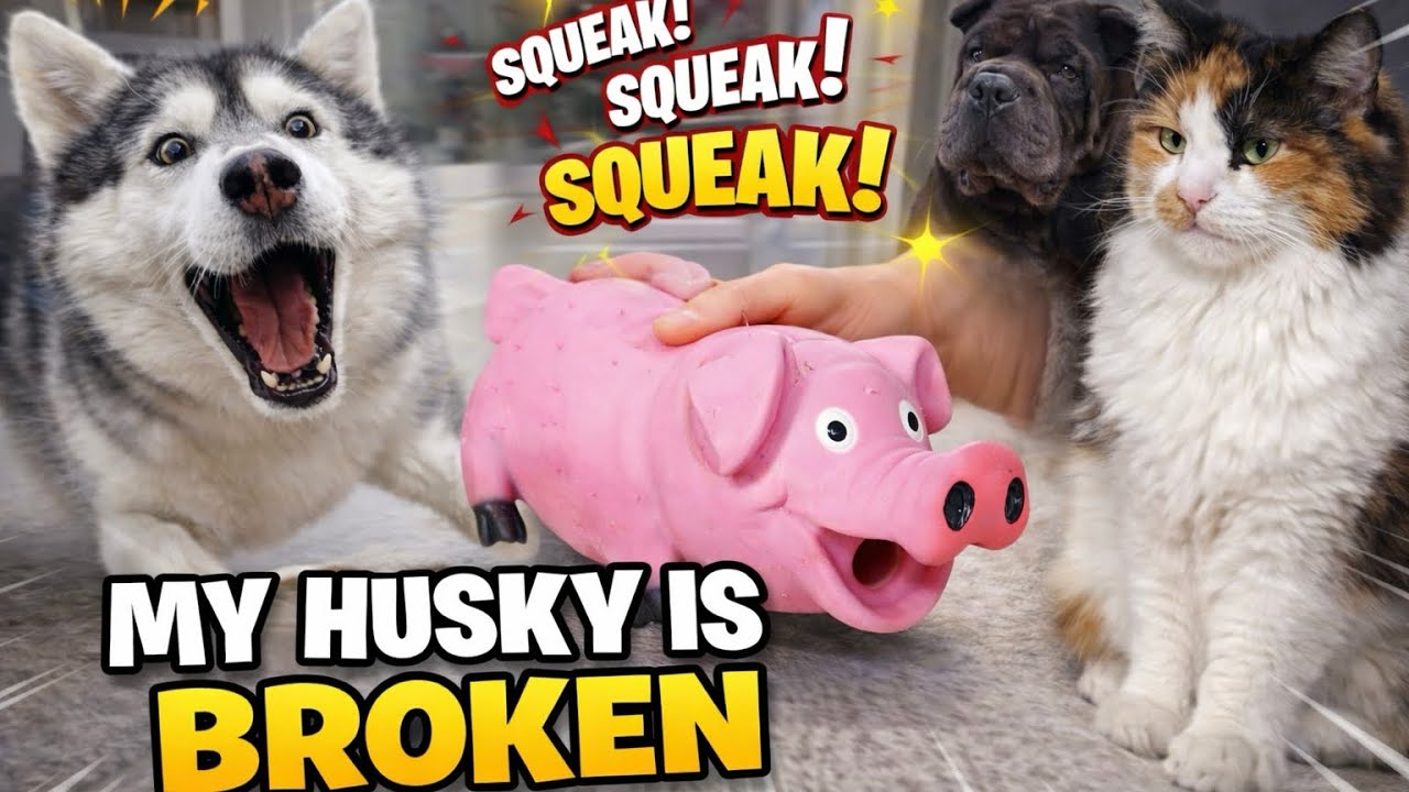 POV: You Live in a Zoo (Husky, Shar-Pei, and a Grumpy Cat)