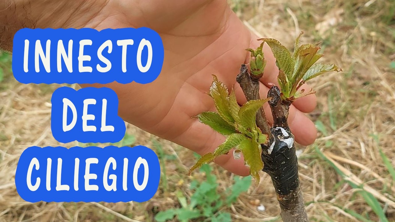 Innesto Ciliegio! Doppio Spacco Inglese o Corona? Sfida tra tecniche con risultati garantiti