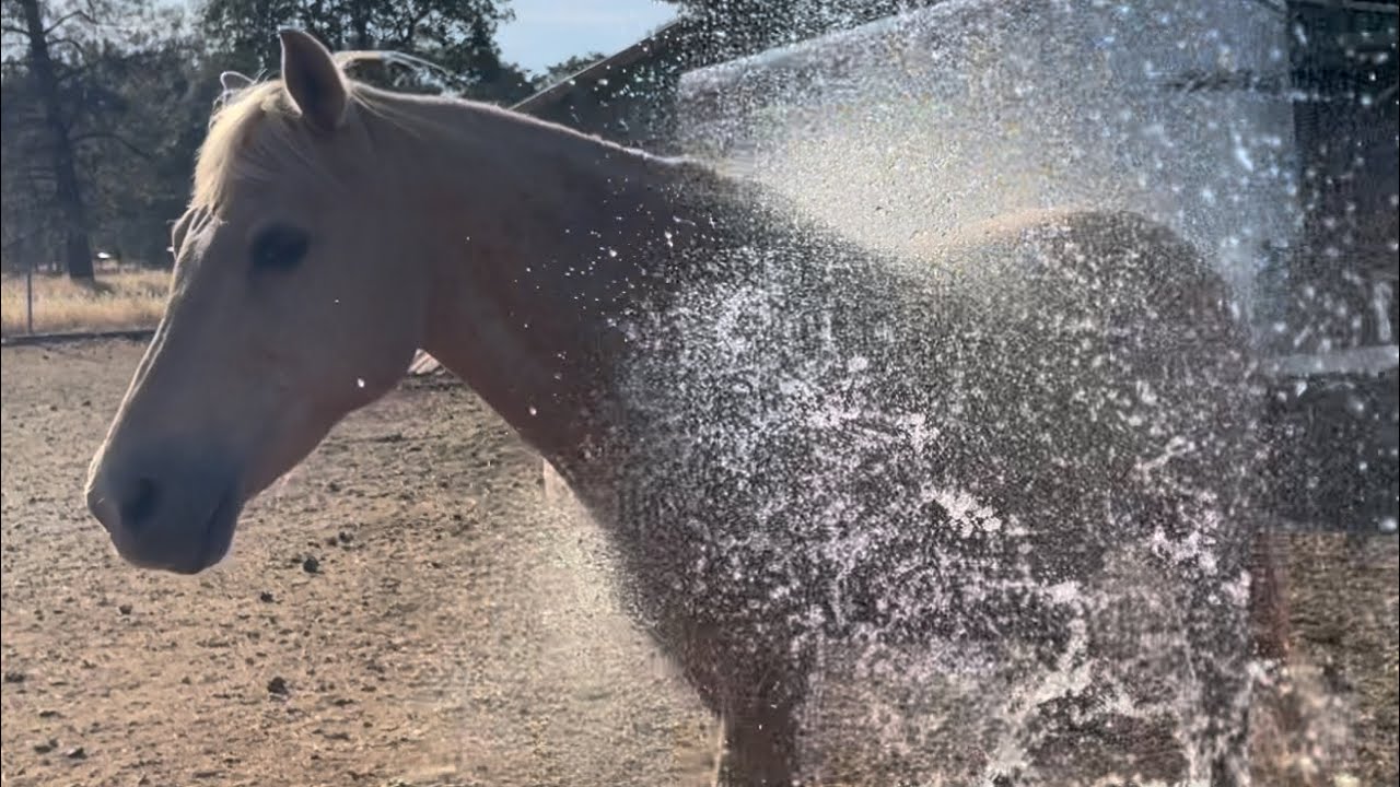 It is 106 degrees HOT! Let cool them down!🐎🚿
