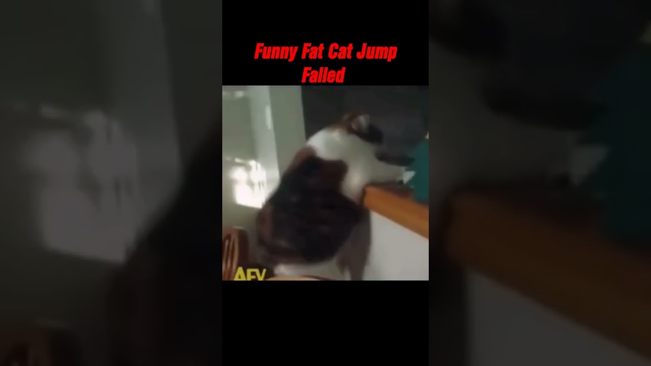 Funny Fat Cat Jump failed #shorts #funnycats #jumpfail