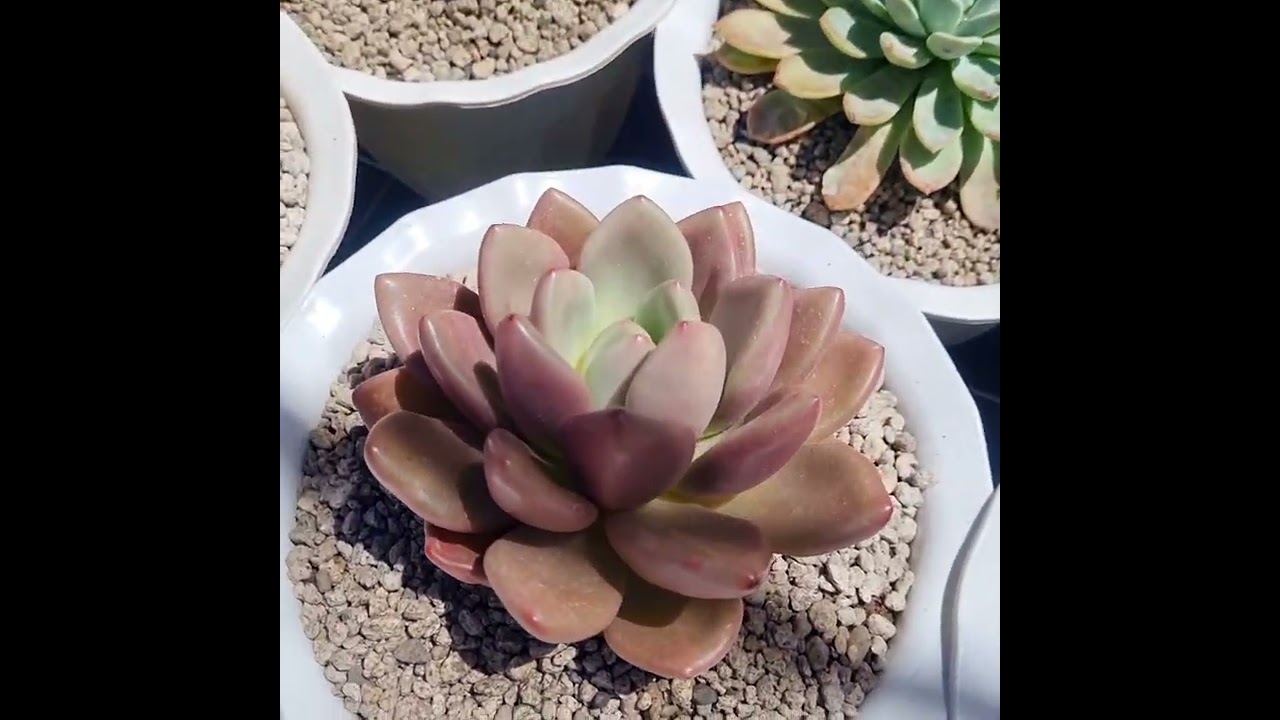 Succulents after 1st heavy rain‼️🌧😍