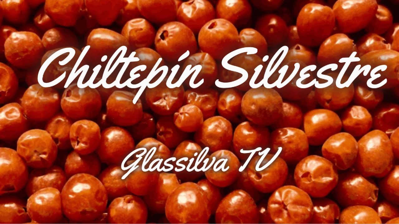 EL CHILTEPIN SILVESTRE