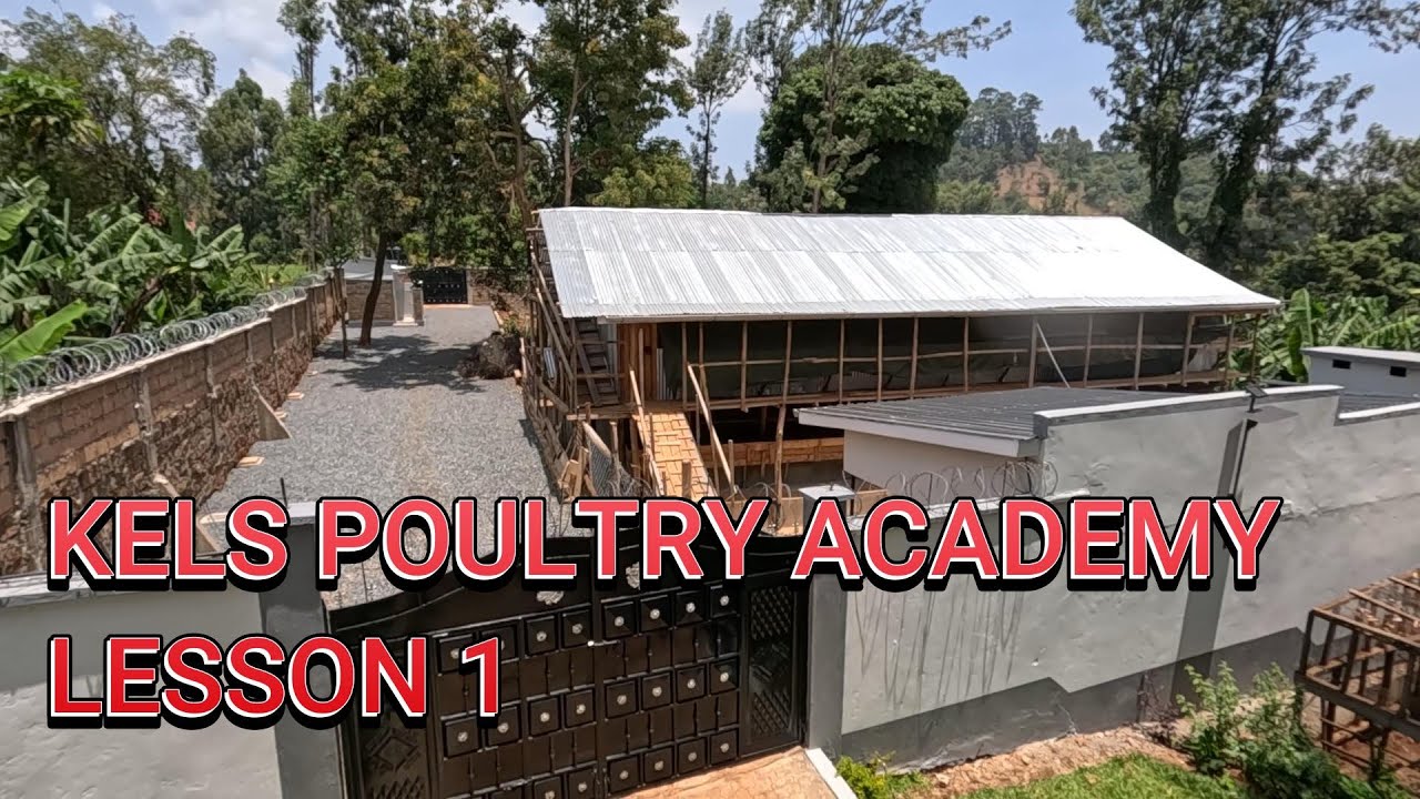 HOW TO START A CHICKEN FARM IN AN AFRICAN RURAL VILLAGE , KENYA.KELS ACADEMY,  LESSON 1#USA #UK #KE#