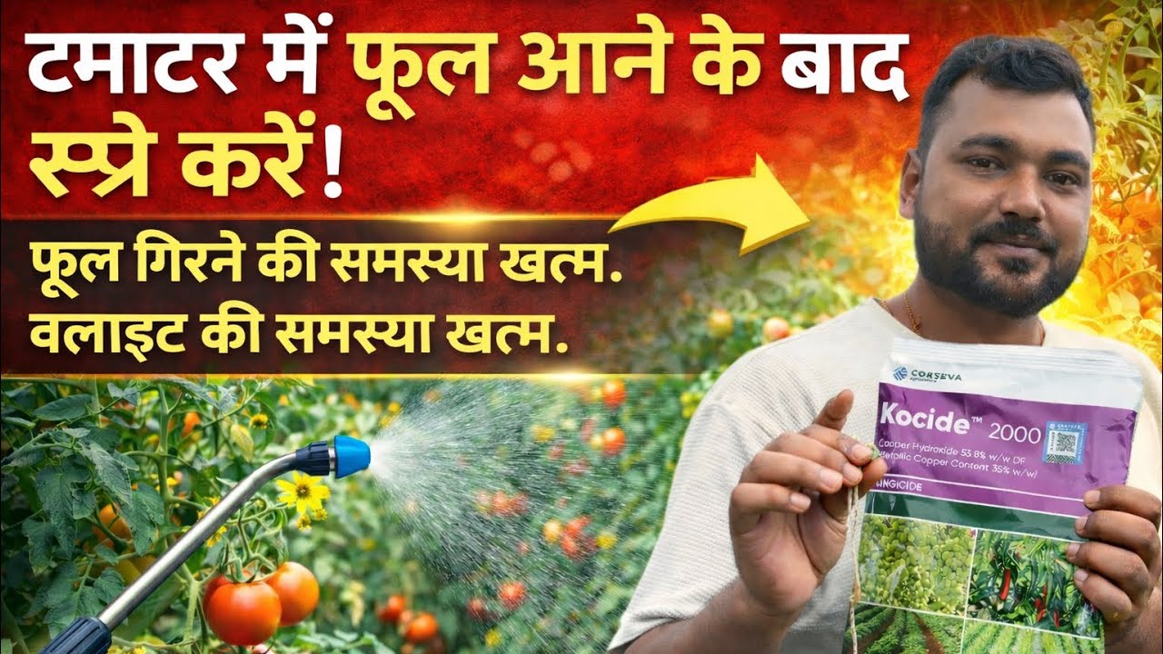 टमाटर में फूल फल आने के बाद कोसाइड फंगीसाइड का ही उपयोग क्यों करें | Corteva Kocide 2000 fungicide |