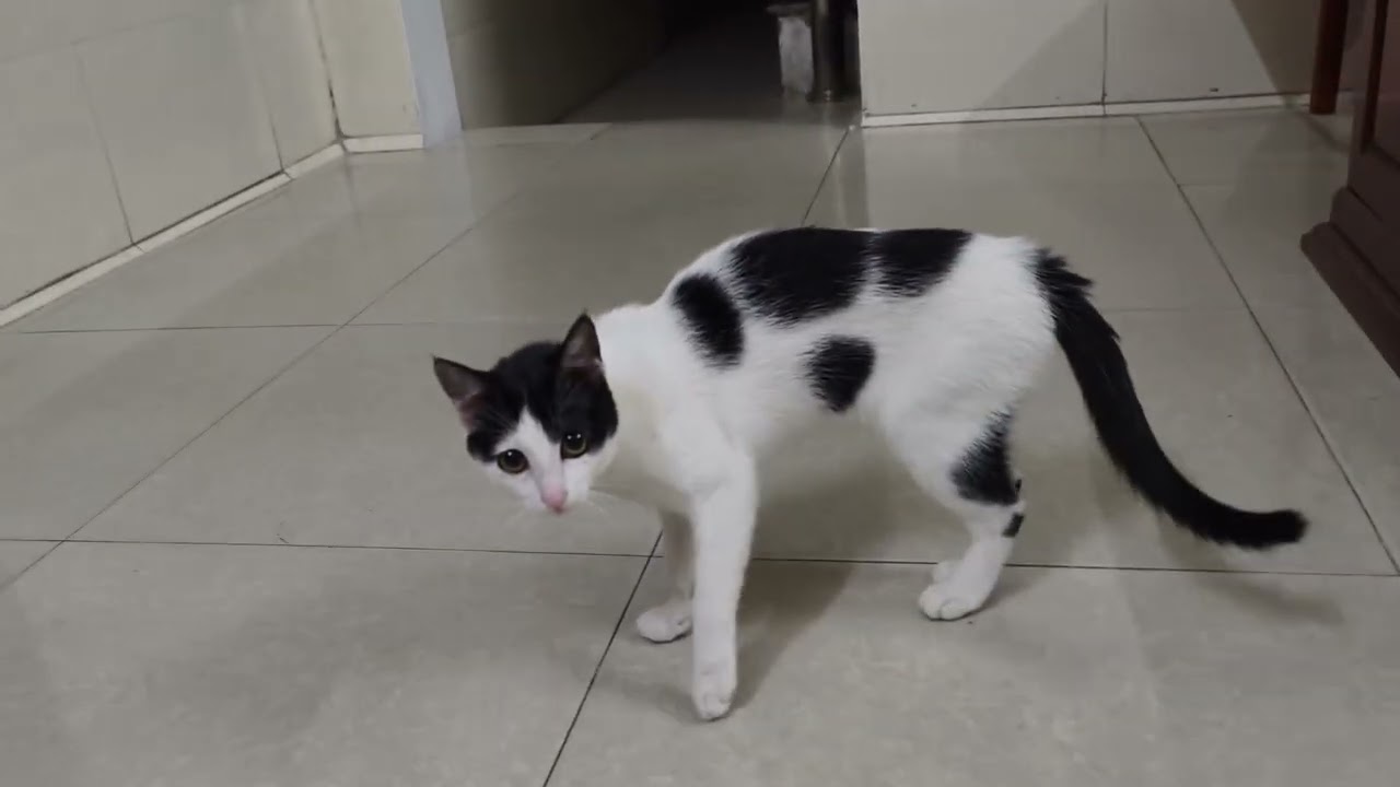 Playing With My Cat – A Cute & Relaxing Moment
