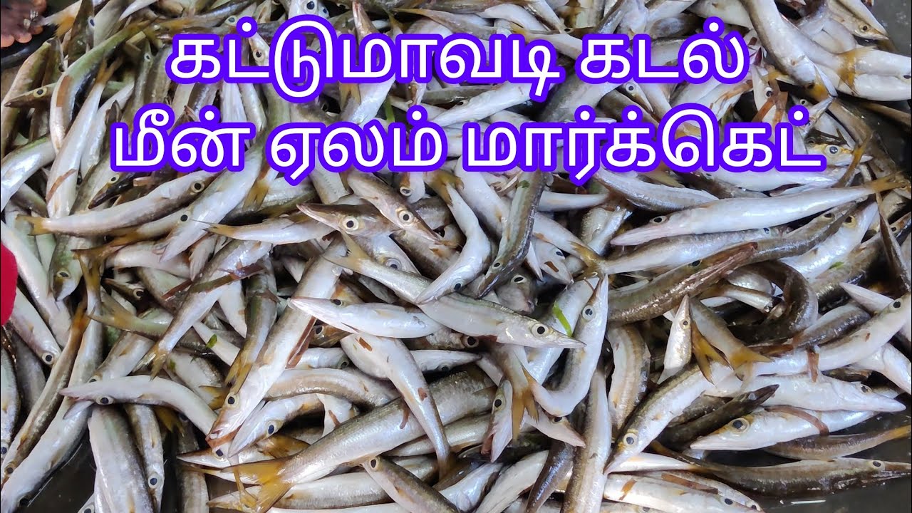 KATTUMAVADI SEA FISH MARKET 